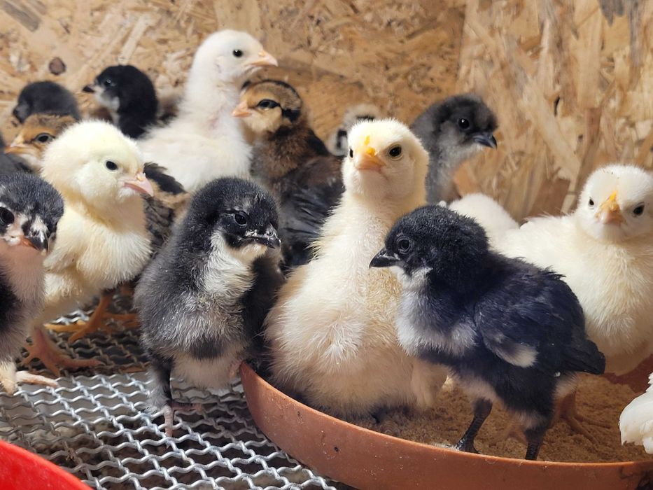 Pisklaki kur ras ozdobnych