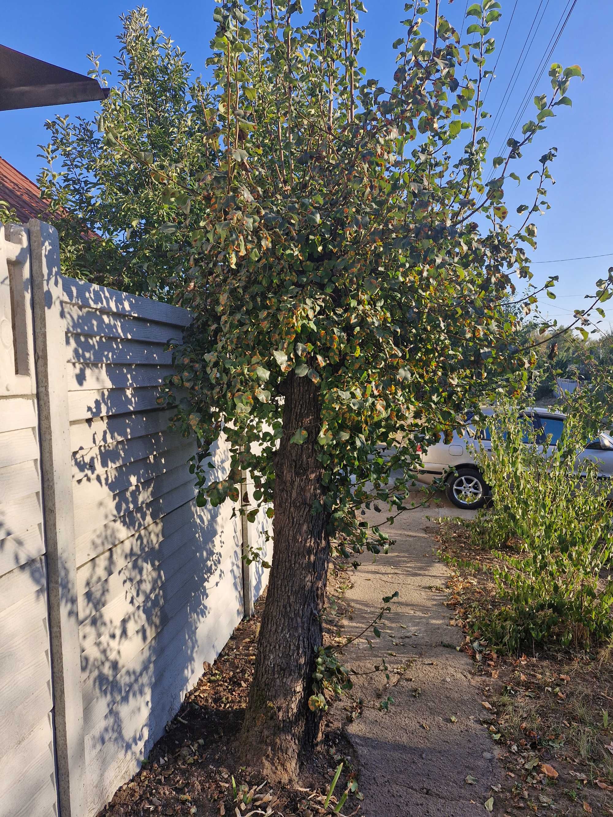 Продам ствол дерева (груша) на корне