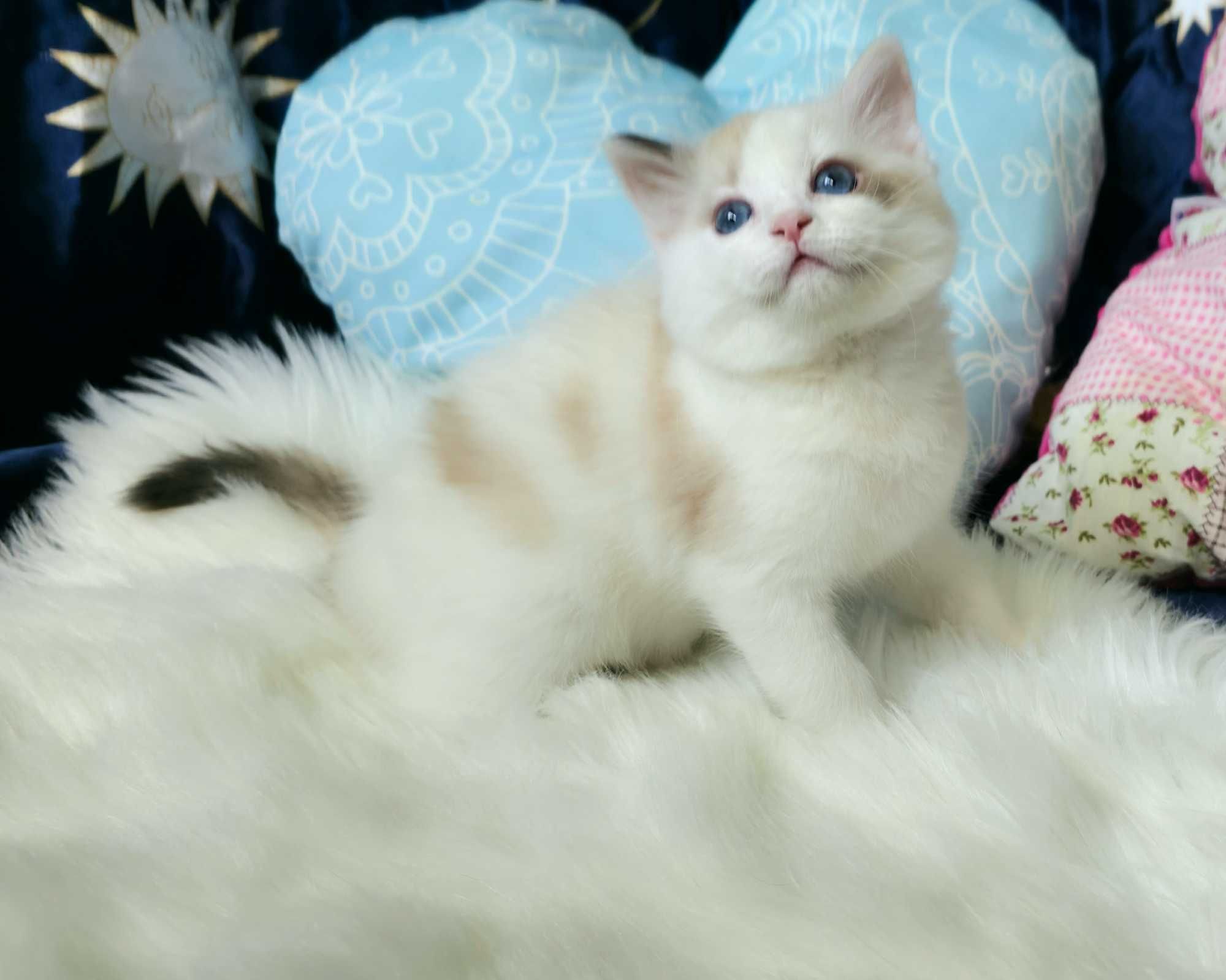 Piękna kotka Ragdoll seal bicolor szylkretowa