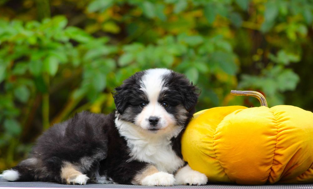 Miniaturowy owczarek amerykański mini aussie MAS