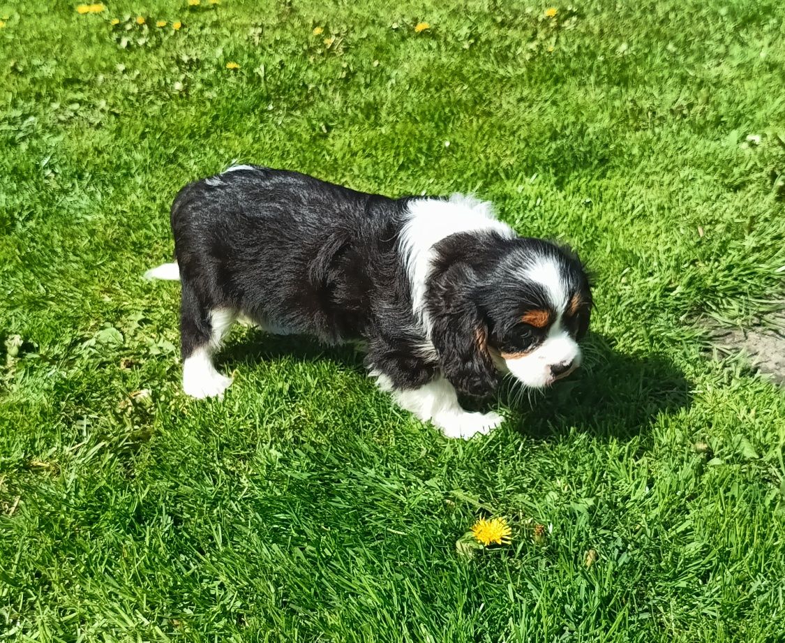 Cavalier King spaniel piesek