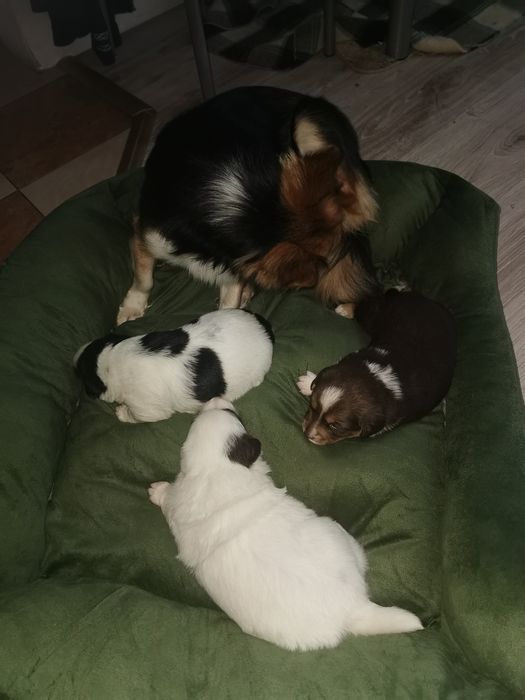 Oddam pieski malutkie kundelki