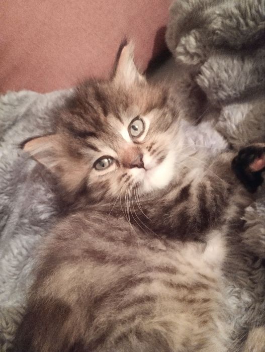 Очаровательные пушистые котята ищут дом
