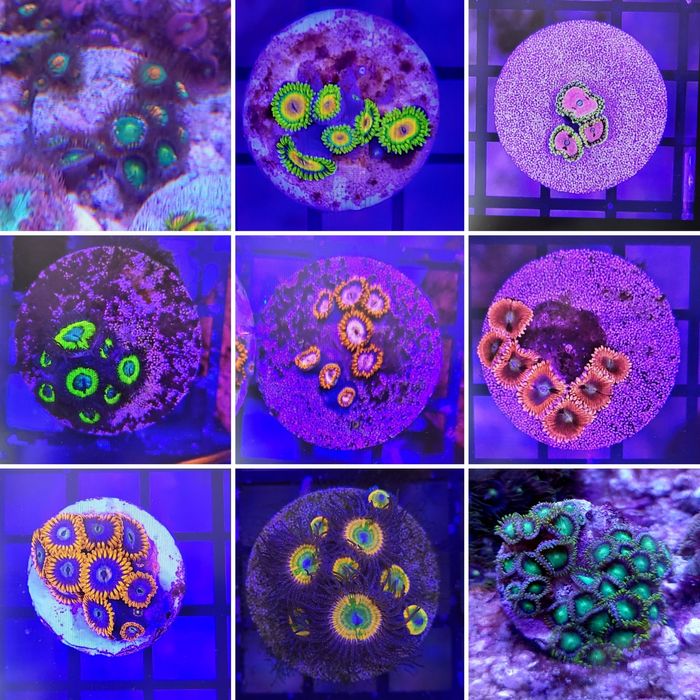 10x Zoanthus Pakiet, zoa, koralowce, morskie, akwarium, lps, sunny bun