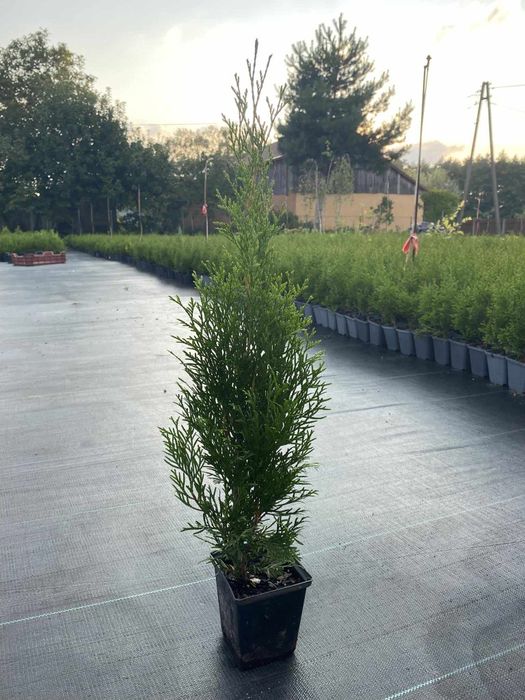 Tuja szmaragd Multiplat + Tuja p9