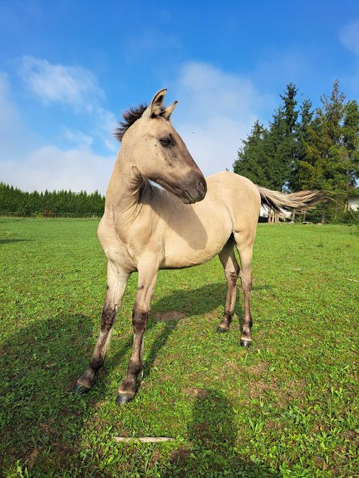 Koń Konik Polski ogierek