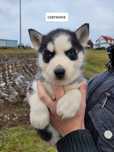 Zapowiedź Husky Siberian