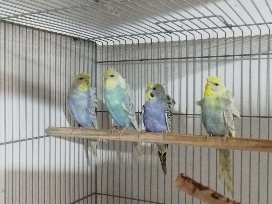 Piriquitos asa negra