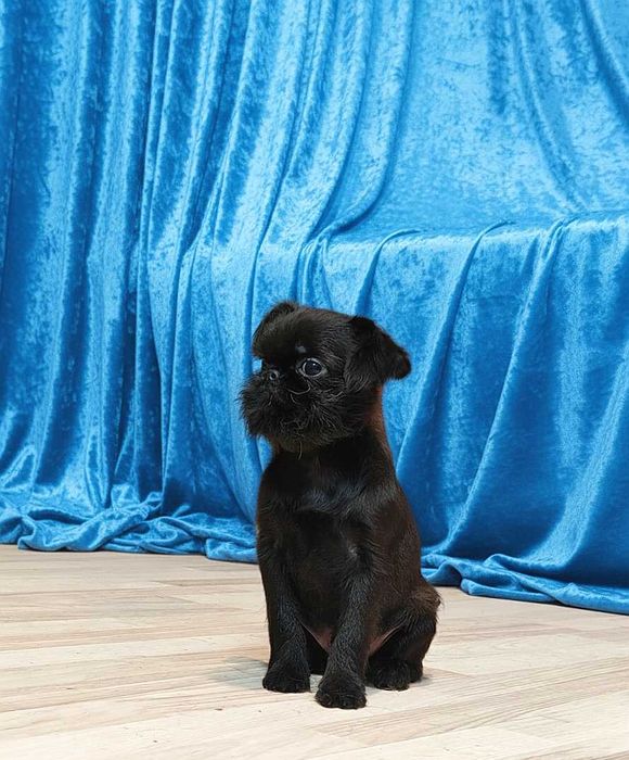 Mały skarb — szczeniak belgijskiego gryfonika pełen miłości i uroku