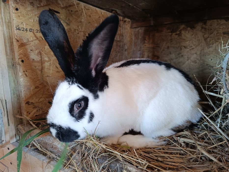 Srokacz niemiecki | Duża samica