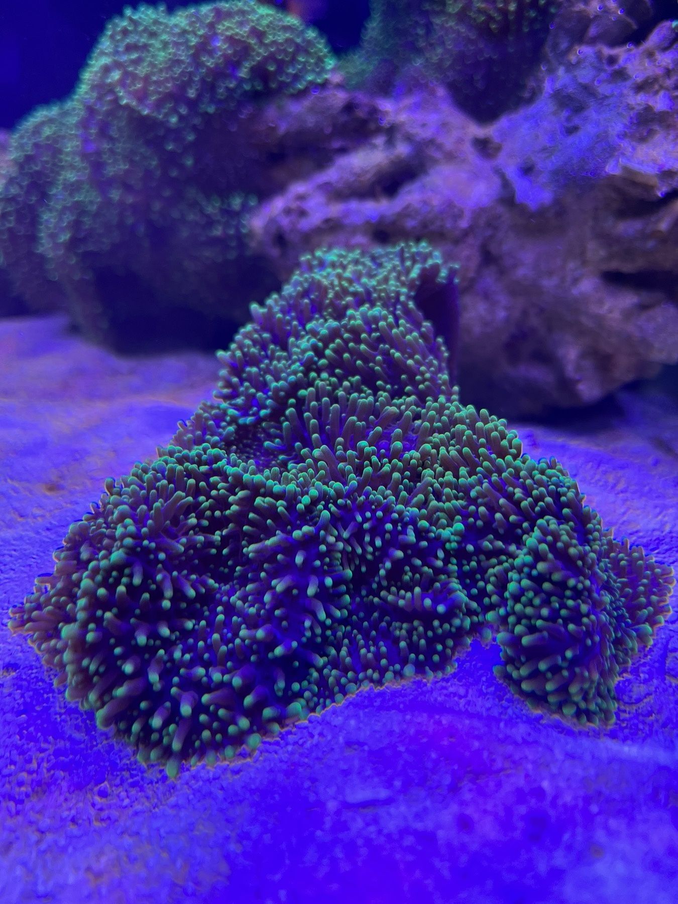 Морські корали, родактис