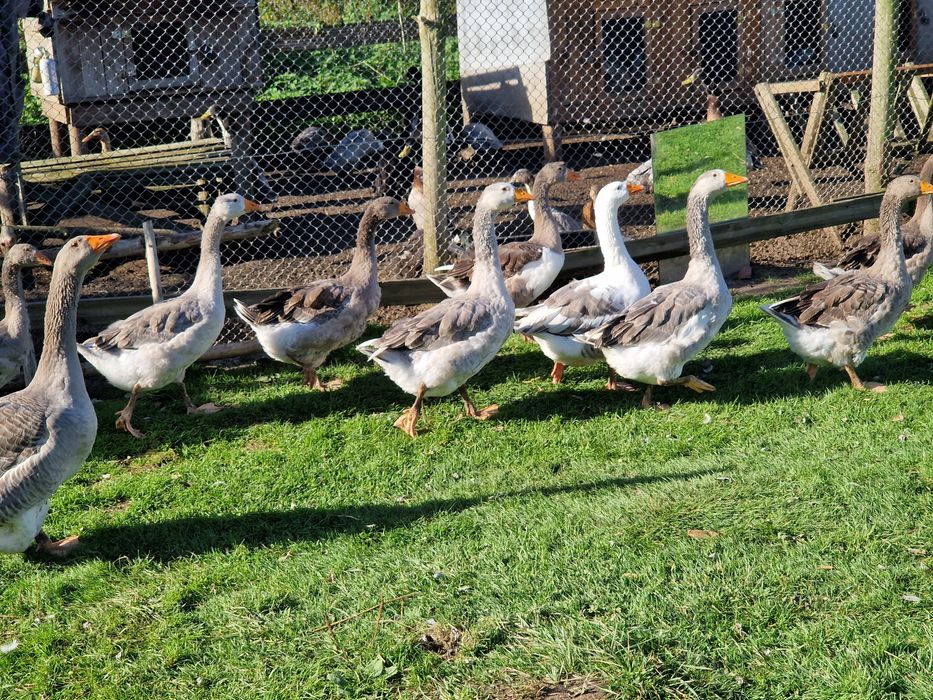 Sprzedam Gęsi młode