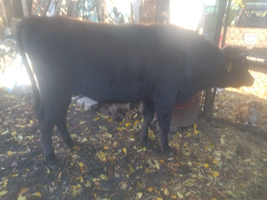 Бик, Бичок породи джерсі