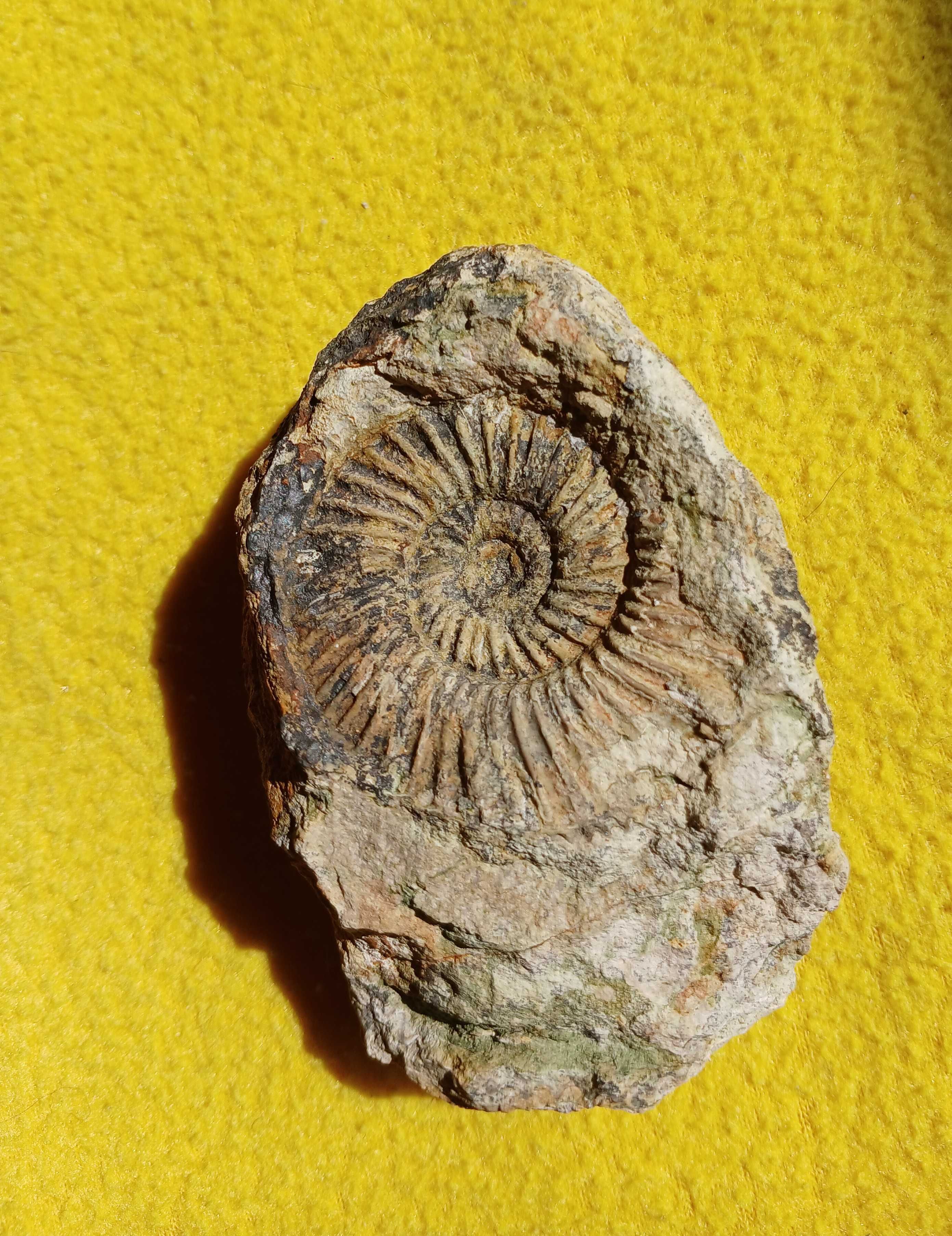 Amonit perisphinces jura Podłęże