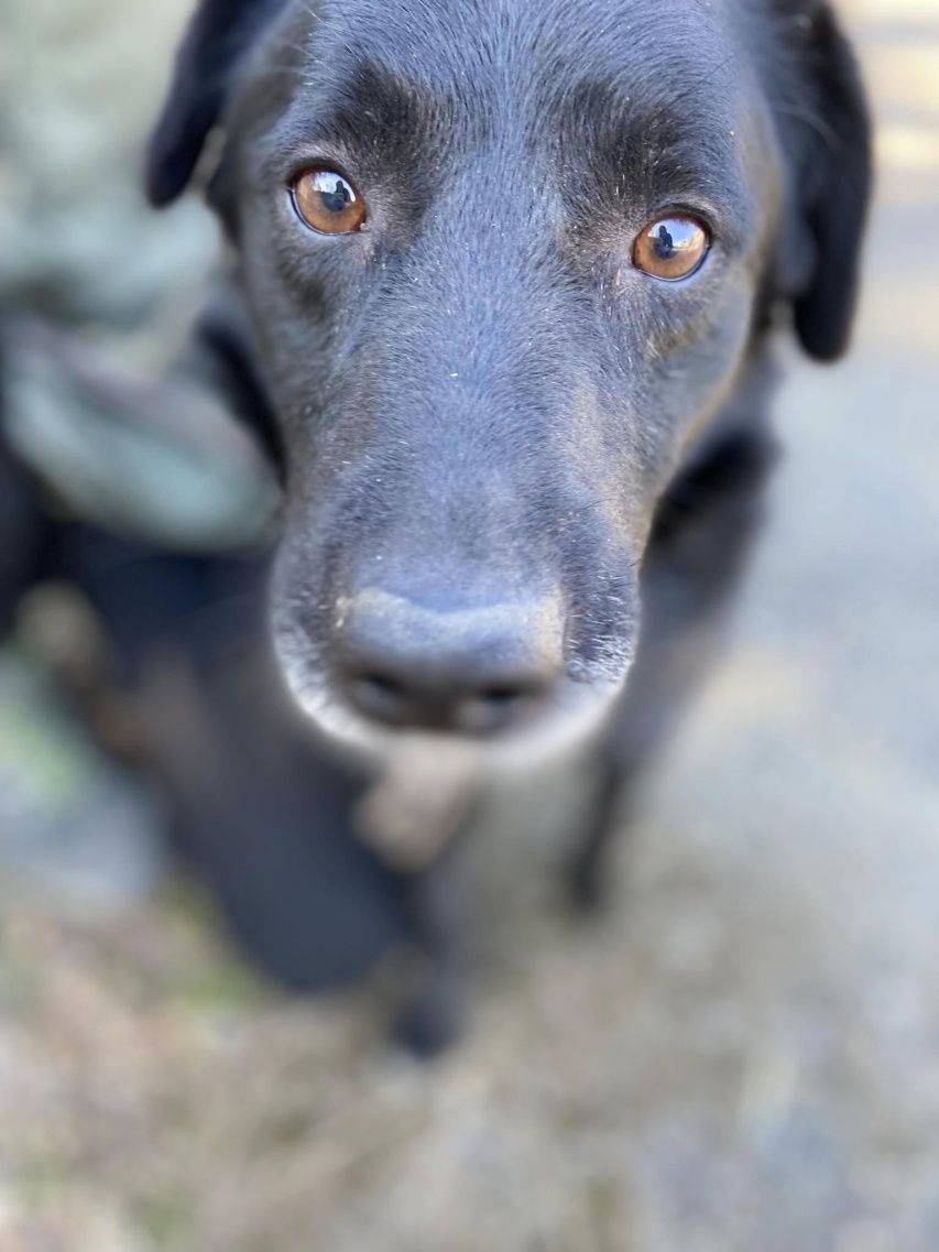 Piesek w typie labradora szuka domu