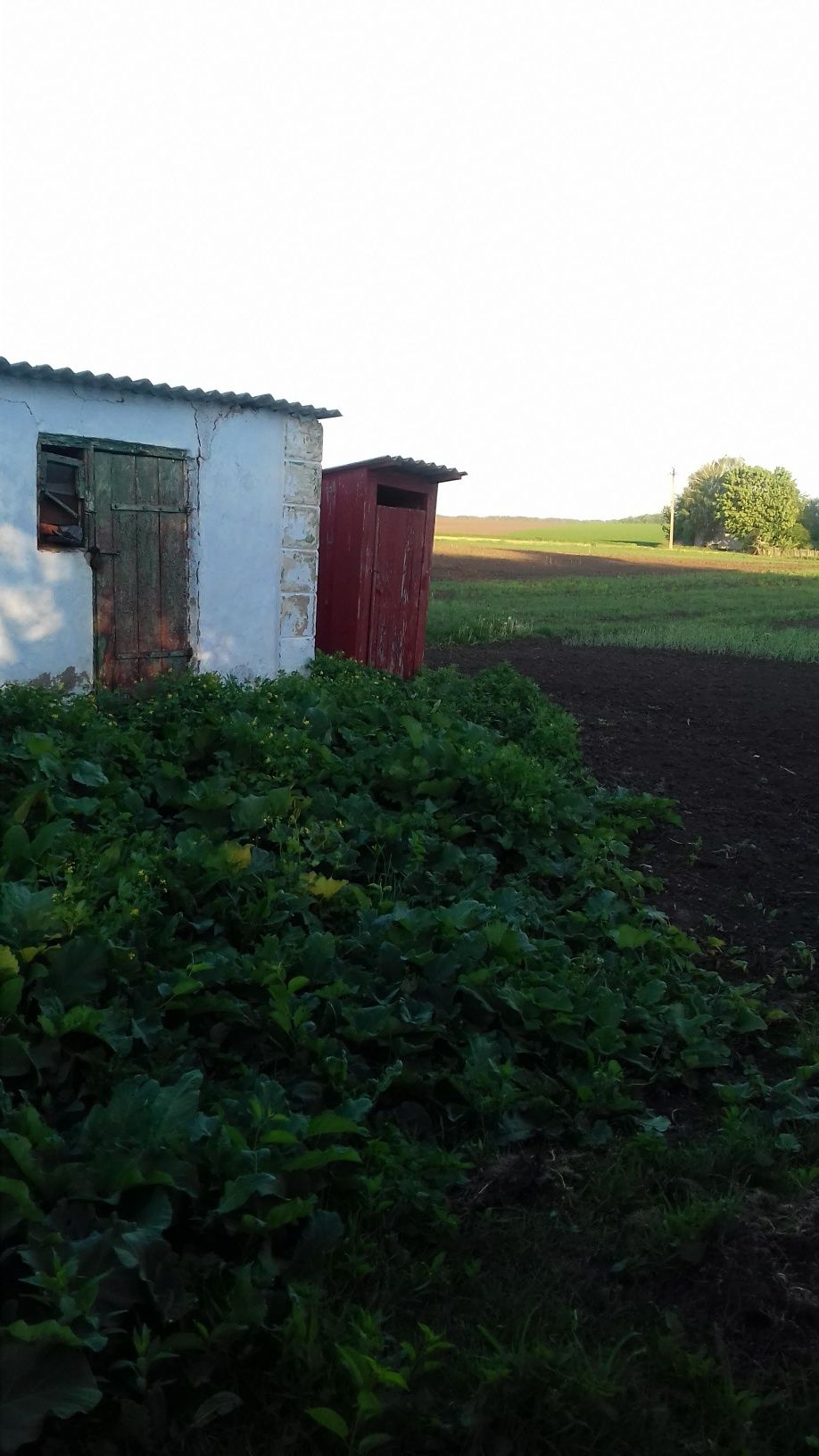 Продається, (здається в оренду) не дорого будинок с. Філіопіль