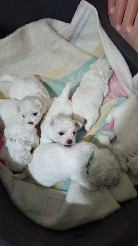 Bichon frise szczeniak piesek