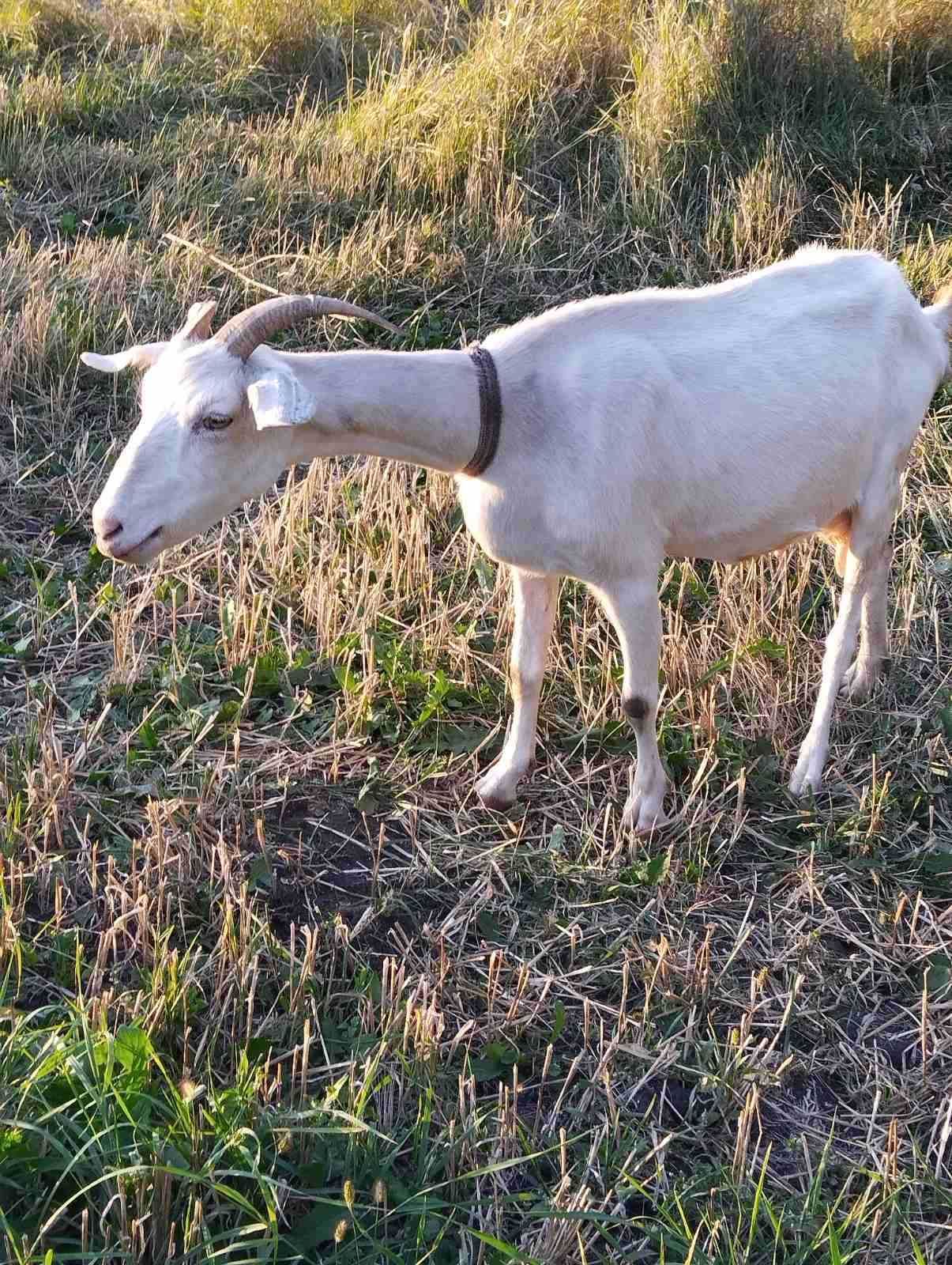 Продам заено та Англо нубійські кози