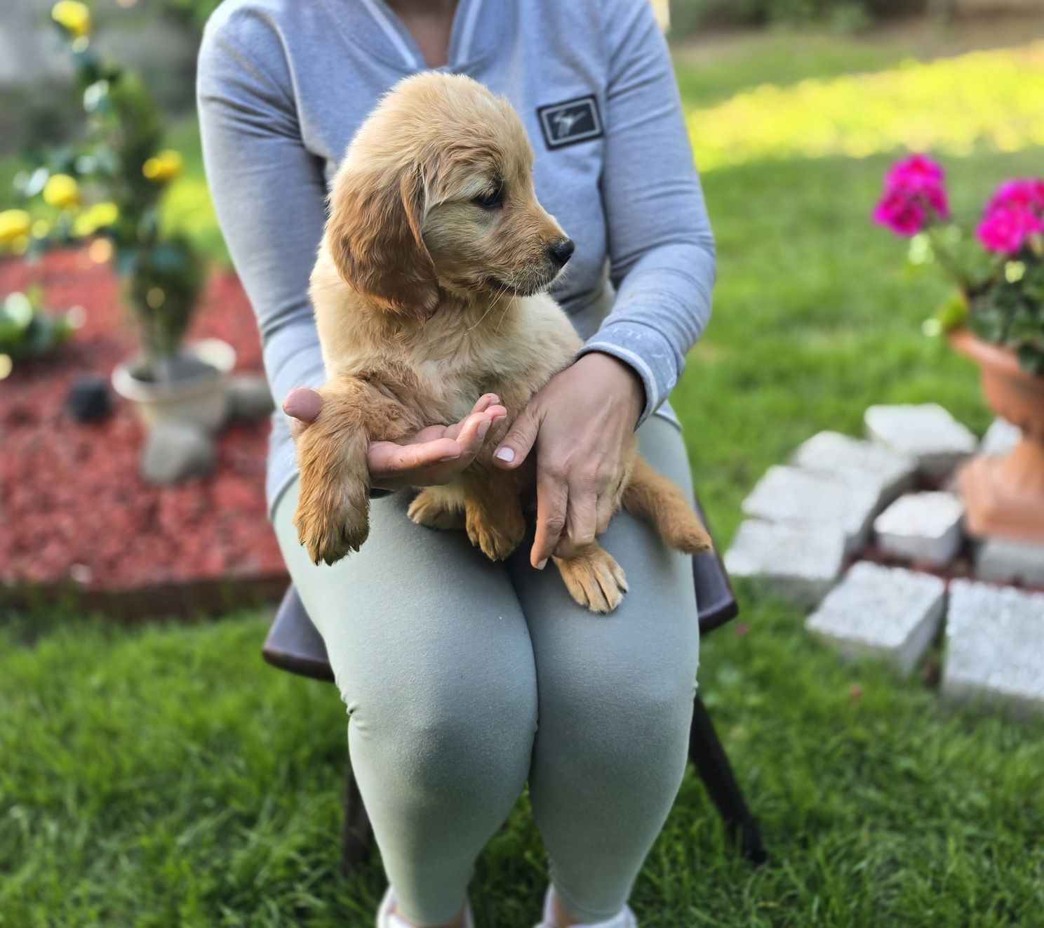 Golden retriever szczeniak