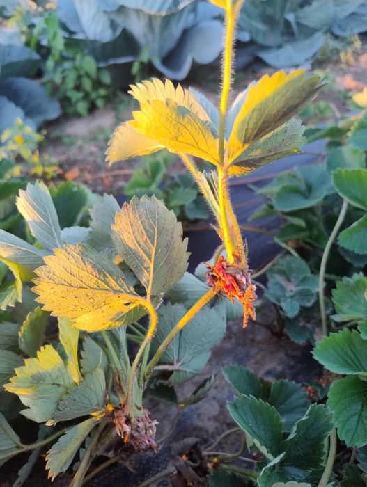 Sprzedam sadzonki truskawek z agrowlokniny