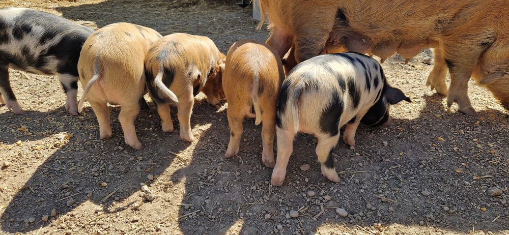 Leitões Kune Kune Jovens (15 de Agosto de 2025)