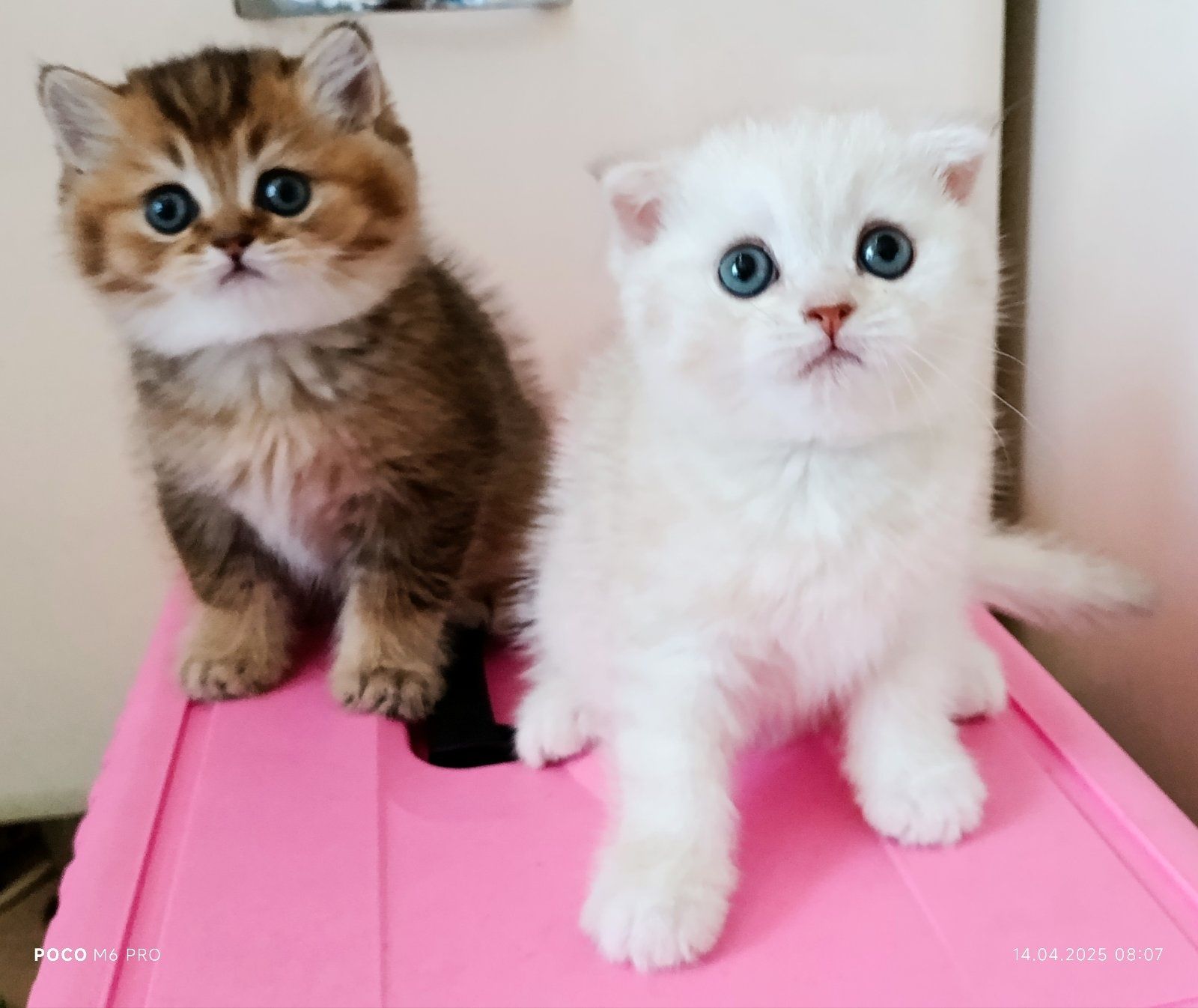 Котики, кошечки, котята с зелеными глазами