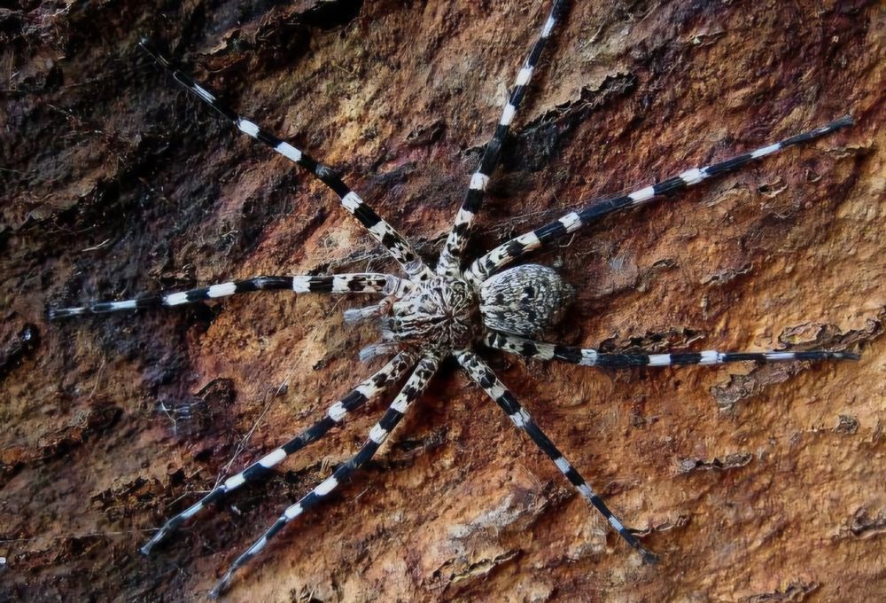 Pająk właściwy Viridasius sp. silvestriformes L5 nie ptasznik