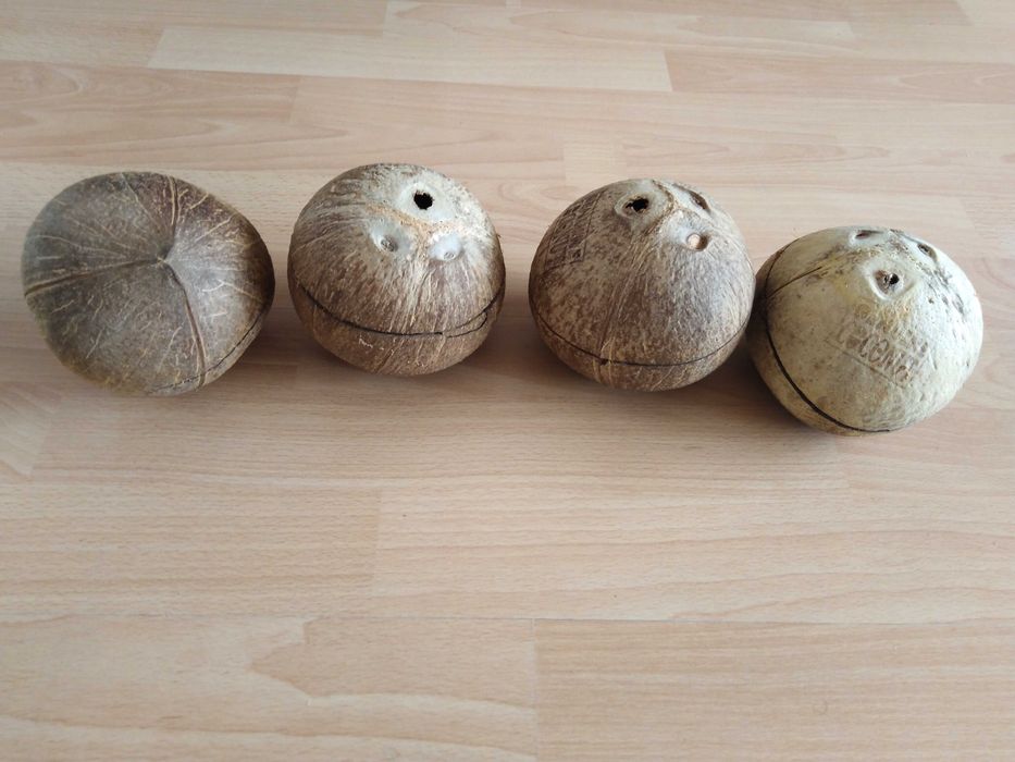 Skorupa łupina orzecha kokosa