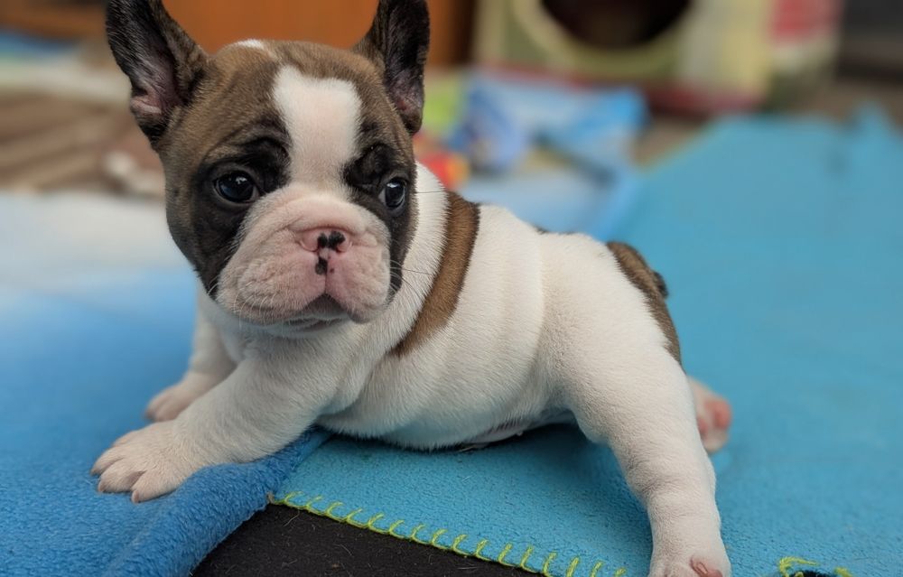 Хлопчик корівка, родовід КСУ