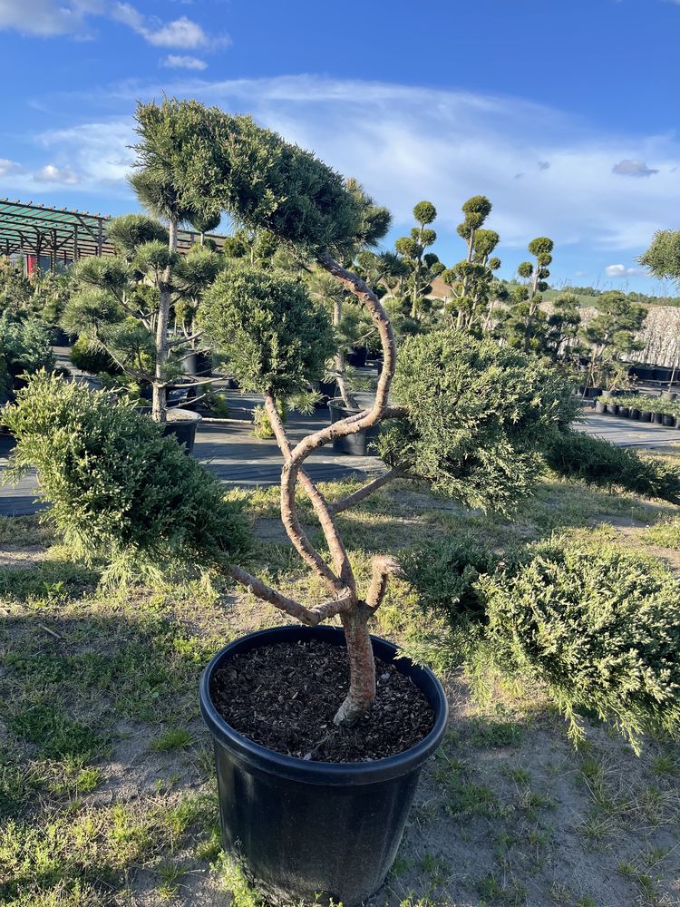 BONSAI Jałowiec Hetzii 130-150 cm Cena 3500 zł