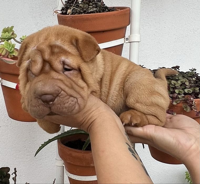 Shar Pei / sharpei