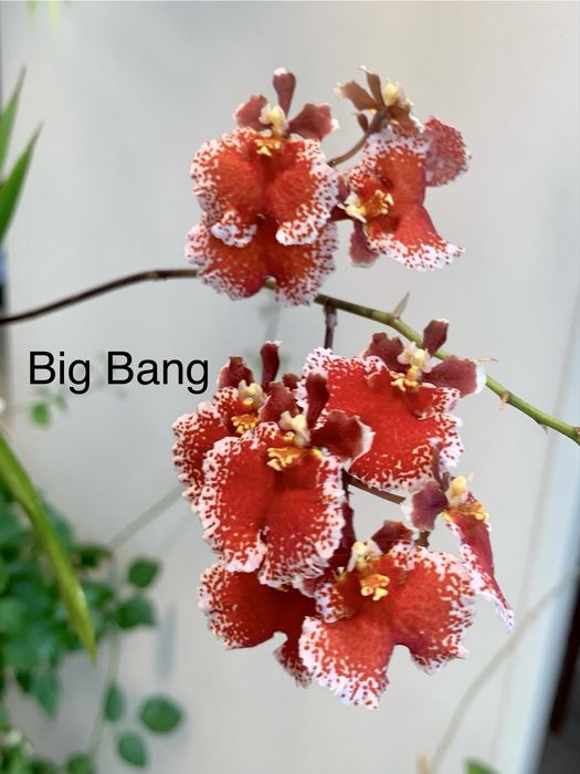 Орхідея Vanda Peaches Golden Sand