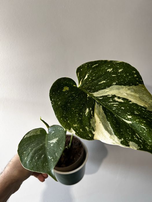 Monstera Thai Constellation