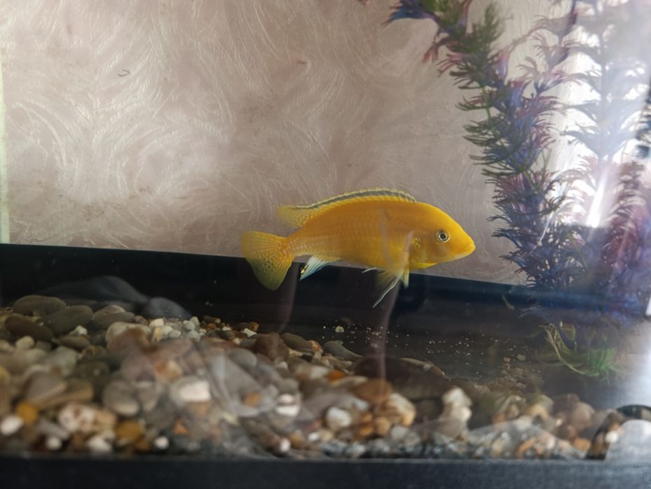 Отдам лабидихромис Еллоу 10 см.