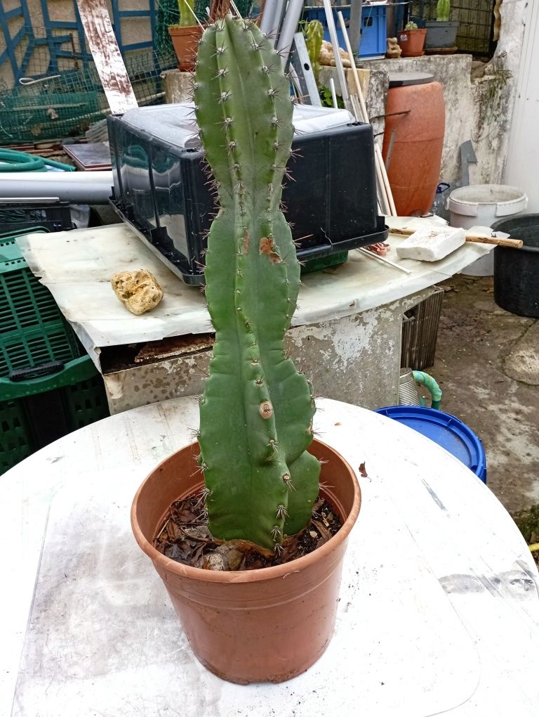 Cacto torto 75cm