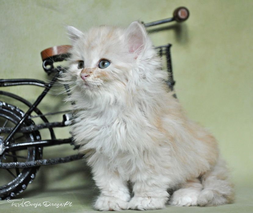 Qudłaty Swoją Drogą*Pl