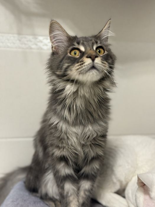 МейнКун девочка