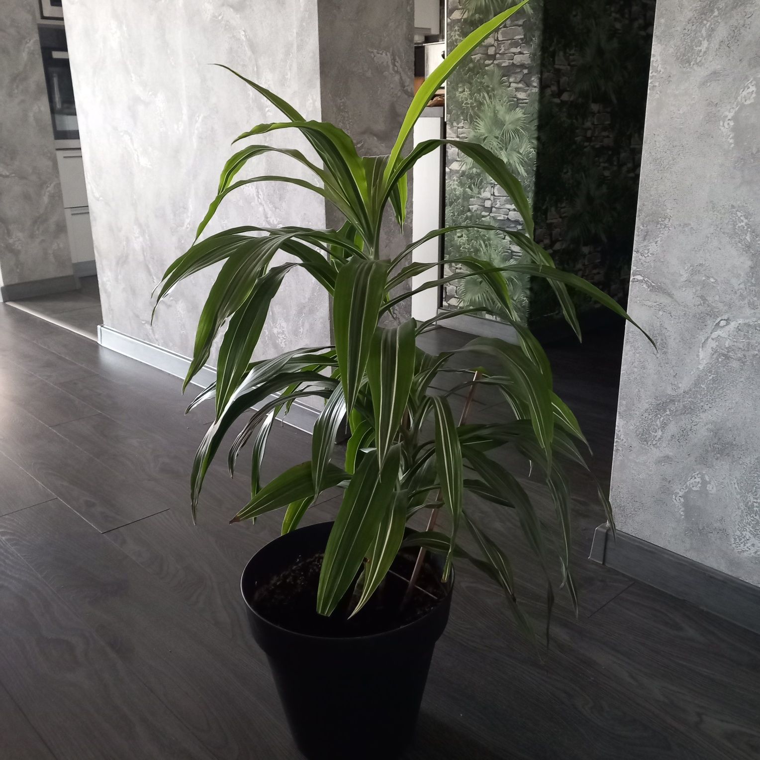Dracena fragrans