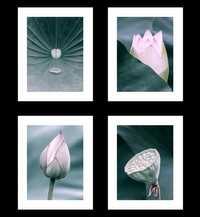Plakaty bez Ram, Kwiat Lotosu