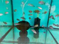 Cynotilapia Red Top Likoma pyszczaki , pielęgnice afrykańskie Malawian