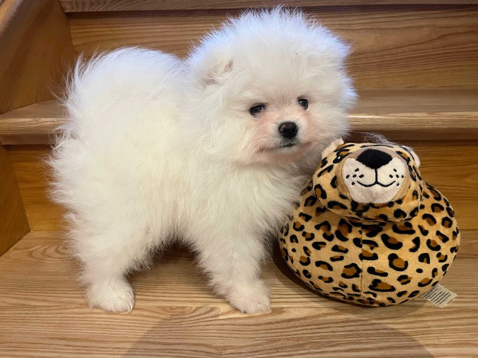 Pomeranian – kremowy przystojniak