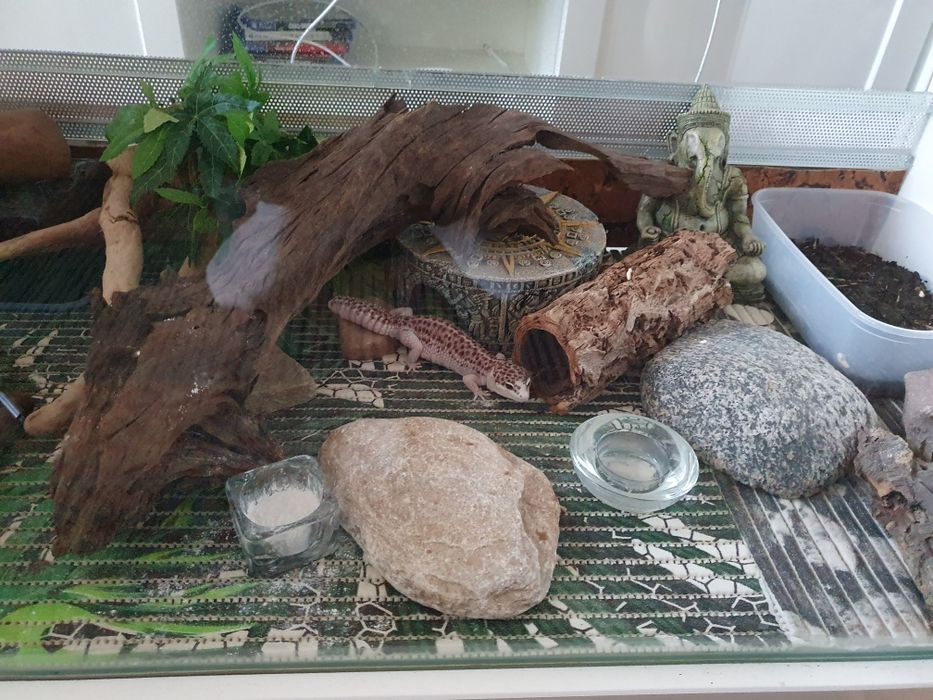 Gekon Lamparci z terrarium