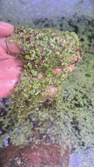 RZĘSA WODNA – Roslina do oczka, stawu, akwarium – 4 ZŁ / 100 M