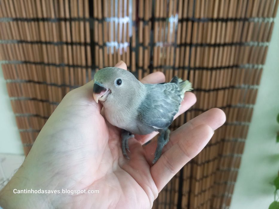 Roseicollis para acabar de criar à mão