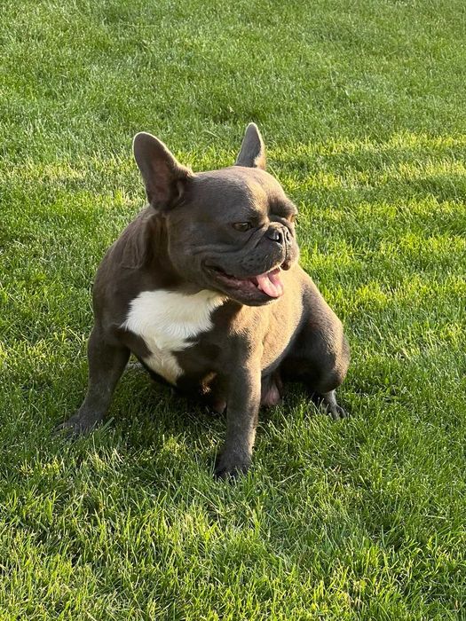 голуба дівчинка шукає сімю