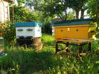 Ульи с пчелами, бджолосім'ї, пчелосемьи, бджоли, пчелы, вулики,