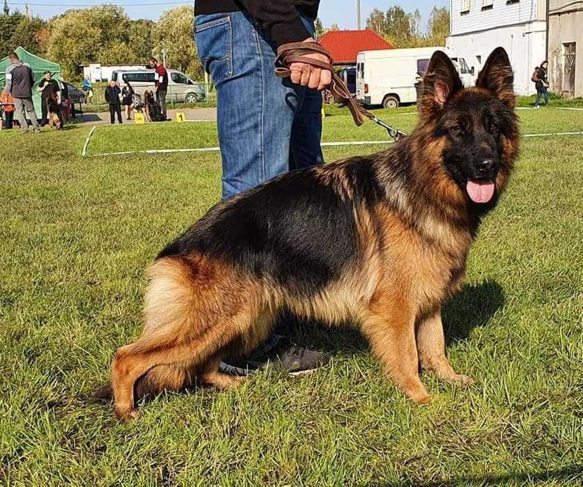 Owczarek Niemiecki  Długowłosy  po Xenon vom HUNHENGRAB ZKWP FCI TOP