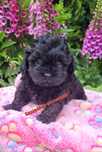 Shihpoo sunia hybryda shihtzu pudel toy