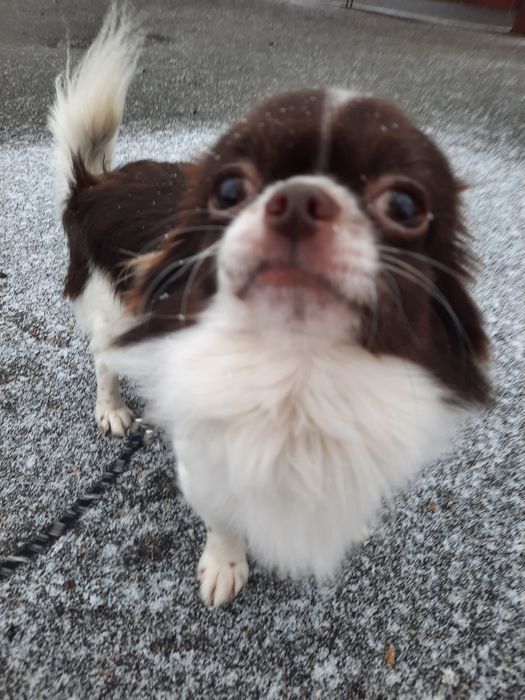 Вязка собак , чихуахуа