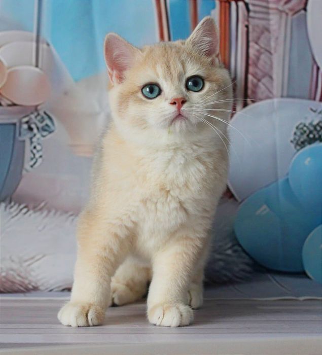 Британський красень- яскраве голубе золото чекає вас